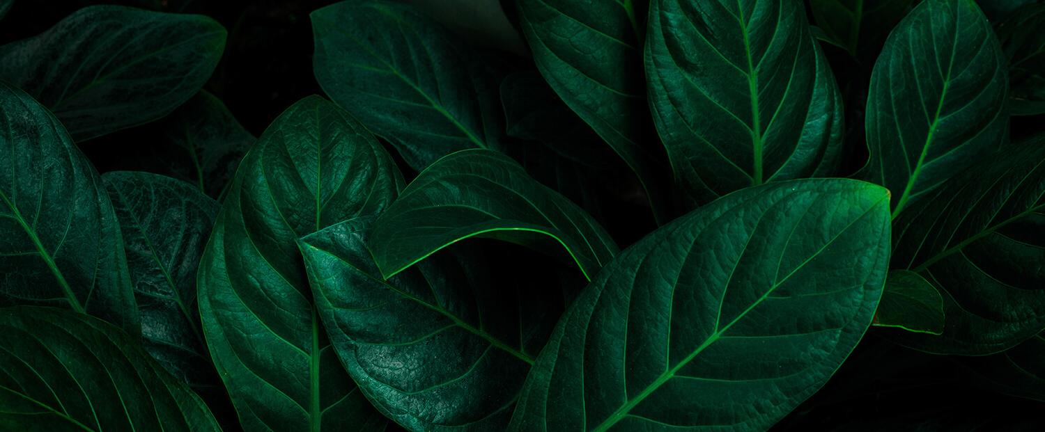 Close up of dark green leaves